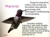 Kolibrių gyvenimas 6 puslapis