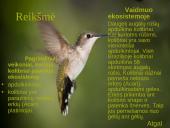 Kolibrių gyvenimas 7 puslapis