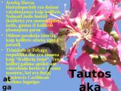 Kolibrių gyvenimas 8 puslapis