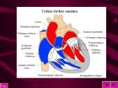 Kraujo sudėtis ir reikšmė 14 puslapis