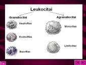 Kraujo sudėtis ir reikšmė 10 puslapis