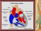 Žmogaus kraujotaka 3 puslapis