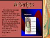 Žmogaus kraujotaka 4 puslapis