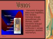 Žmogaus kraujotaka 5 puslapis