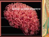 Žmogaus kraujotaka 7 puslapis