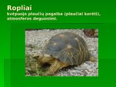 Gyvūnų ir augalų kvėpavimas 17 puslapis