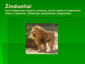 Gyvūnų ir augalų kvėpavimas 19 puslapis