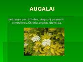 Gyvūnų ir augalų kvėpavimas 20 puslapis