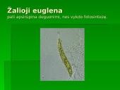 Gyvūnų ir augalų kvėpavimas 5 puslapis