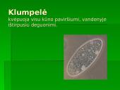 Gyvūnų ir augalų kvėpavimas 6 puslapis