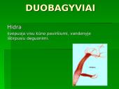 Gyvūnų ir augalų kvėpavimas 7 puslapis