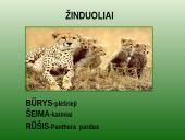 Leopardas 2 puslapis