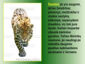 Leopardas 12 puslapis