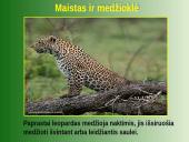 Leopardas 13 puslapis