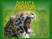 Leopardas 15 puslapis