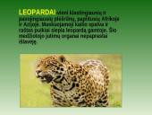 Leopardas 3 puslapis