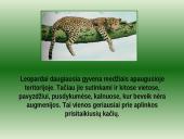 Leopardas 5 puslapis