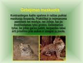 Leopardas 6 puslapis