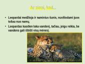 Leopardas 8 puslapis