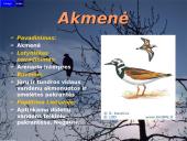 Lietuvos paukščiai 3 puslapis