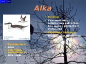 Lietuvos paukščiai 4 puslapis