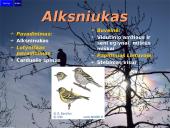 Lietuvos paukščiai 5 puslapis