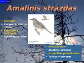 Lietuvos paukščiai 6 puslapis