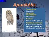 Lietuvos paukščiai 8 puslapis