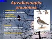 Lietuvos paukščiai 9 puslapis