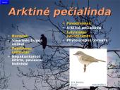 Lietuvos paukščiai 10 puslapis