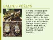 Lietuvos vandens telkinių retieji hidrobiontai. Jų nykimo priežastys 15 puslapis