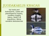 Lietuvos vandens telkinių retieji hidrobiontai. Jų nykimo priežastys 8 puslapis