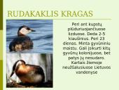 Lietuvos vandens telkinių retieji hidrobiontai. Jų nykimo priežastys 9 puslapis