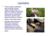 Lietuvos vandenų gyvūnija ir augalija 11 puslapis