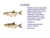 Lietuvos vandenų gyvūnija ir augalija 12 puslapis
