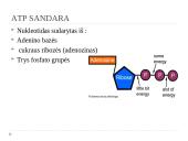 Medžiagų apykaitos reakcijos 6 puslapis