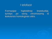 Mejozė ir lytinis dauginimasis 12 puslapis