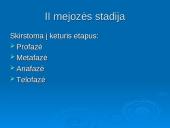 Mejozė ir lytinis dauginimasis 14 puslapis