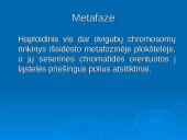 Mejozė ir lytinis dauginimasis 16 puslapis