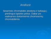 Mejozė ir lytinis dauginimasis 17 puslapis