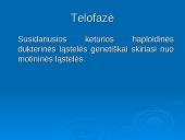 Mejozė ir lytinis dauginimasis 18 puslapis