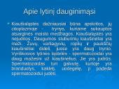 Mejozė ir lytinis dauginimasis 3 puslapis