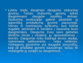 Mejozė ir lytinis dauginimasis 4 puslapis