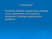 Mejozė ir lytinis dauginimasis 10 puslapis