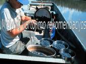 Mėlynių uogų gydomosios savybės 12 puslapis