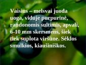 Mėlynių uogų gydomosios savybės 2 puslapis