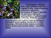 Mėlynių uogų gydomosios savybės 3 puslapis