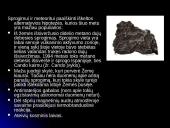 Meteorai. Meteoritai. Meteoroidai 13 puslapis