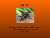 Musės kūno dalys, nauda 2 puslapis