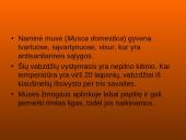 Musės kūno dalys, nauda 4 puslapis